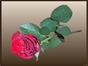 rose_rouge